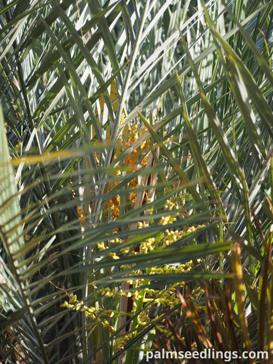 Syagrus campylospatha Dwarf Syagrus Palm )
