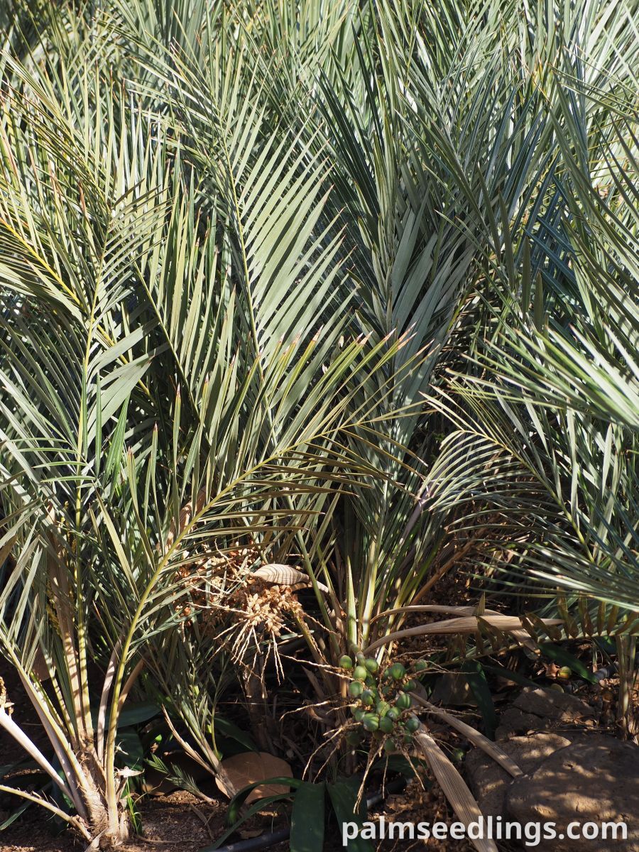 Syagrus campylospatha Dwarf Syagrus Palm ()