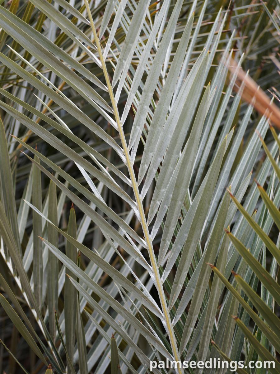 Syagrus campylospatha Dwarf Syagrus Palm ()