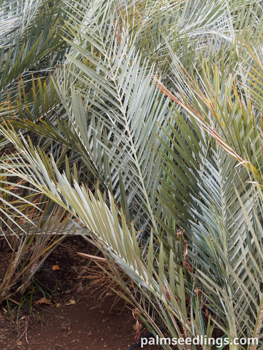 Syagrus campylospatha Dwarf Syagrus Palm ()