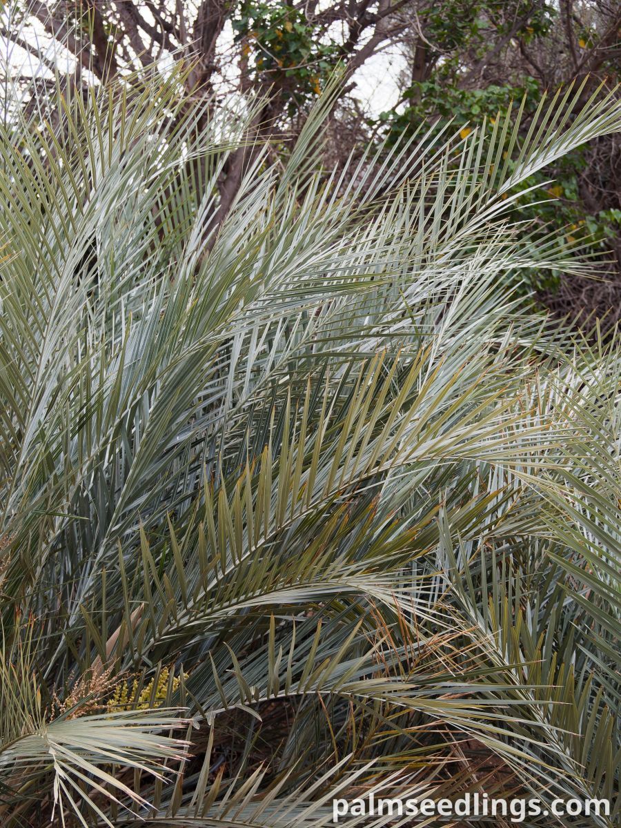 Syagrus campylospatha Dwarf Syagrus Palm ()