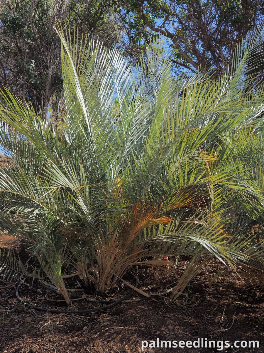 Syagrus campylospatha Dwarf Syagrus Palm ()