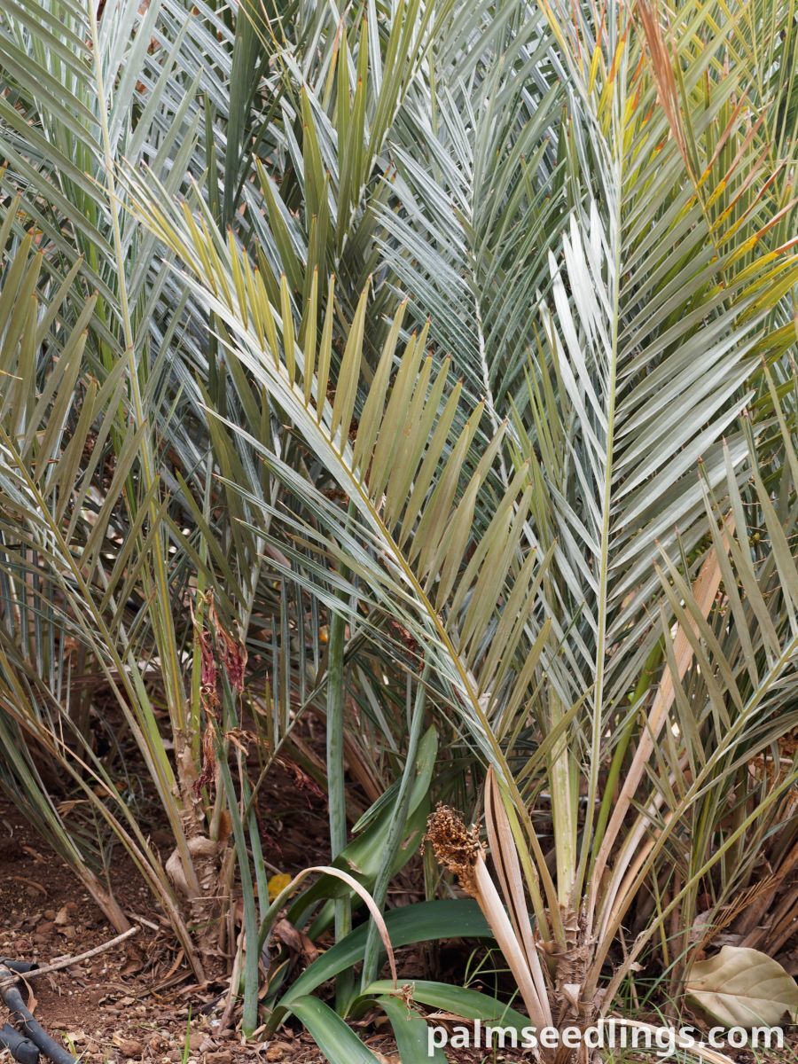 Syagrus campylospatha Dwarf Syagrus Palm ()