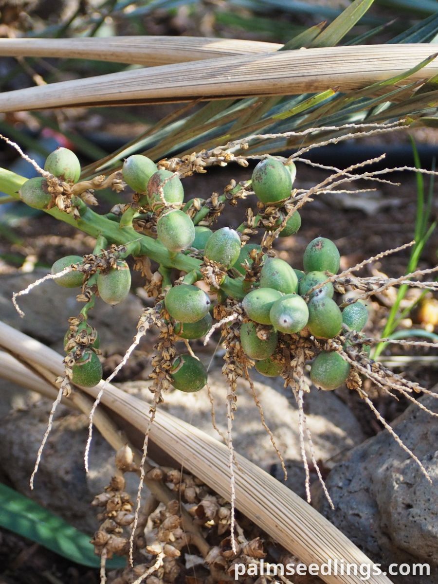 Syagrus campylospatha Dwarf Syagrus Palm fruits