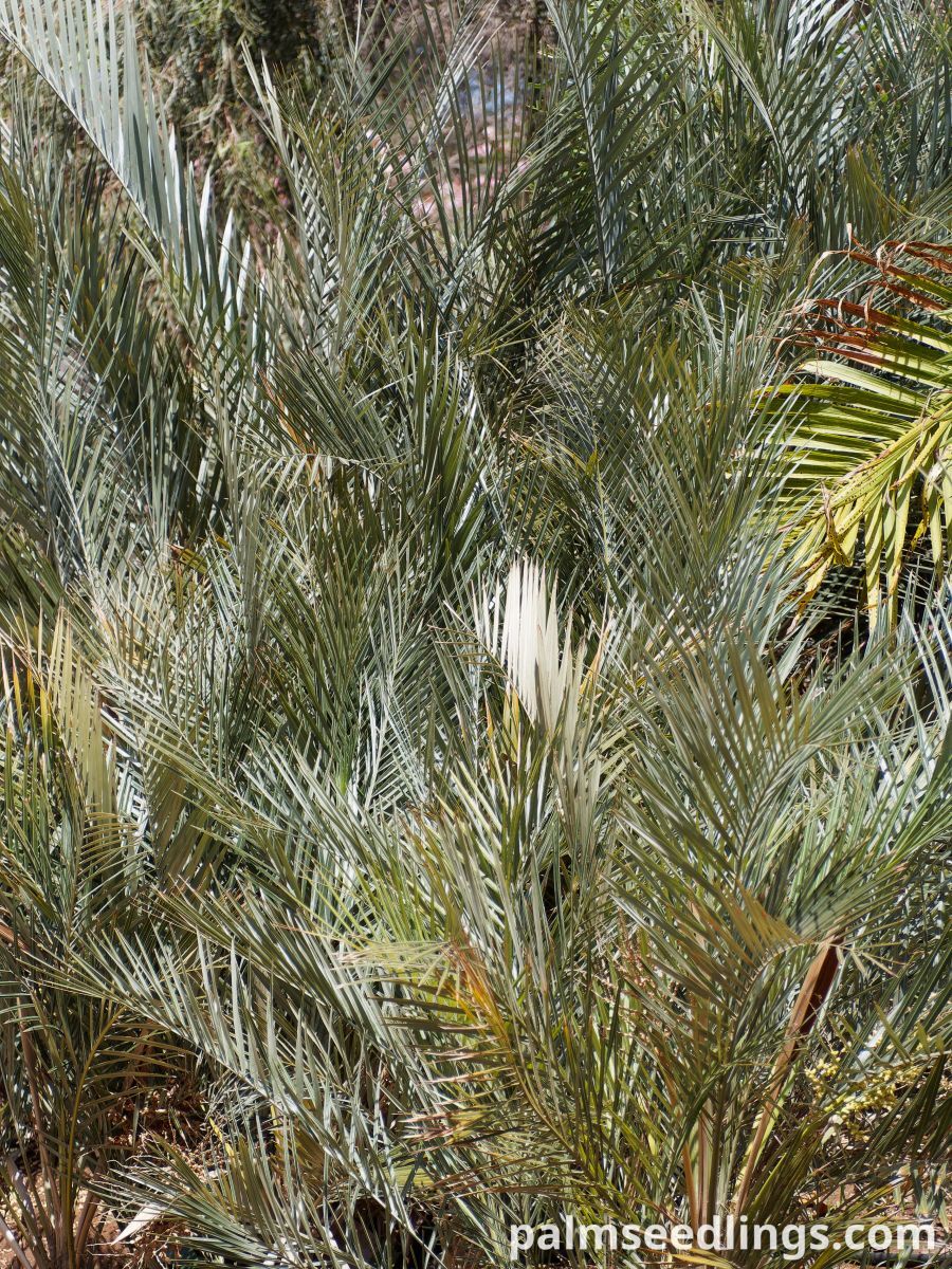 Syagrus campylospatha Dwarf Syagrus Palm