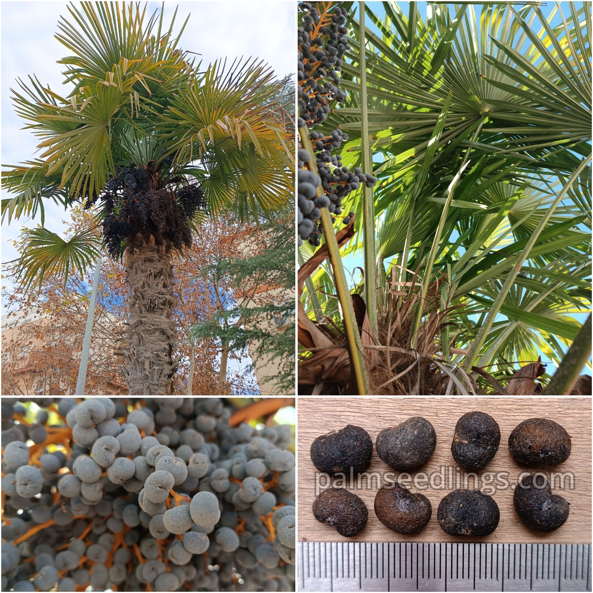 Trachycarpus fortunei - Windmill Palm Seeds