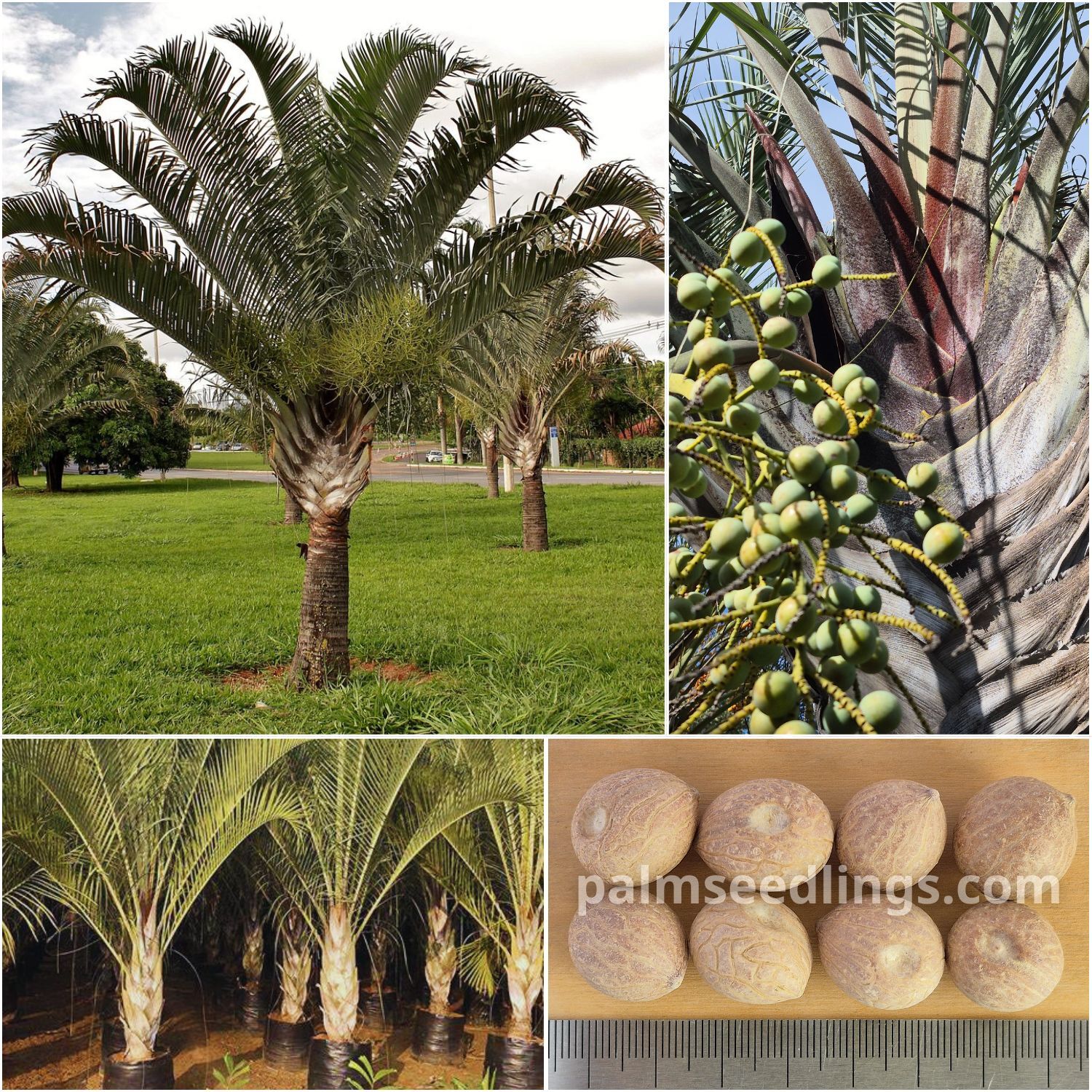 Dypsis decaryi Triangle Palm Seeds