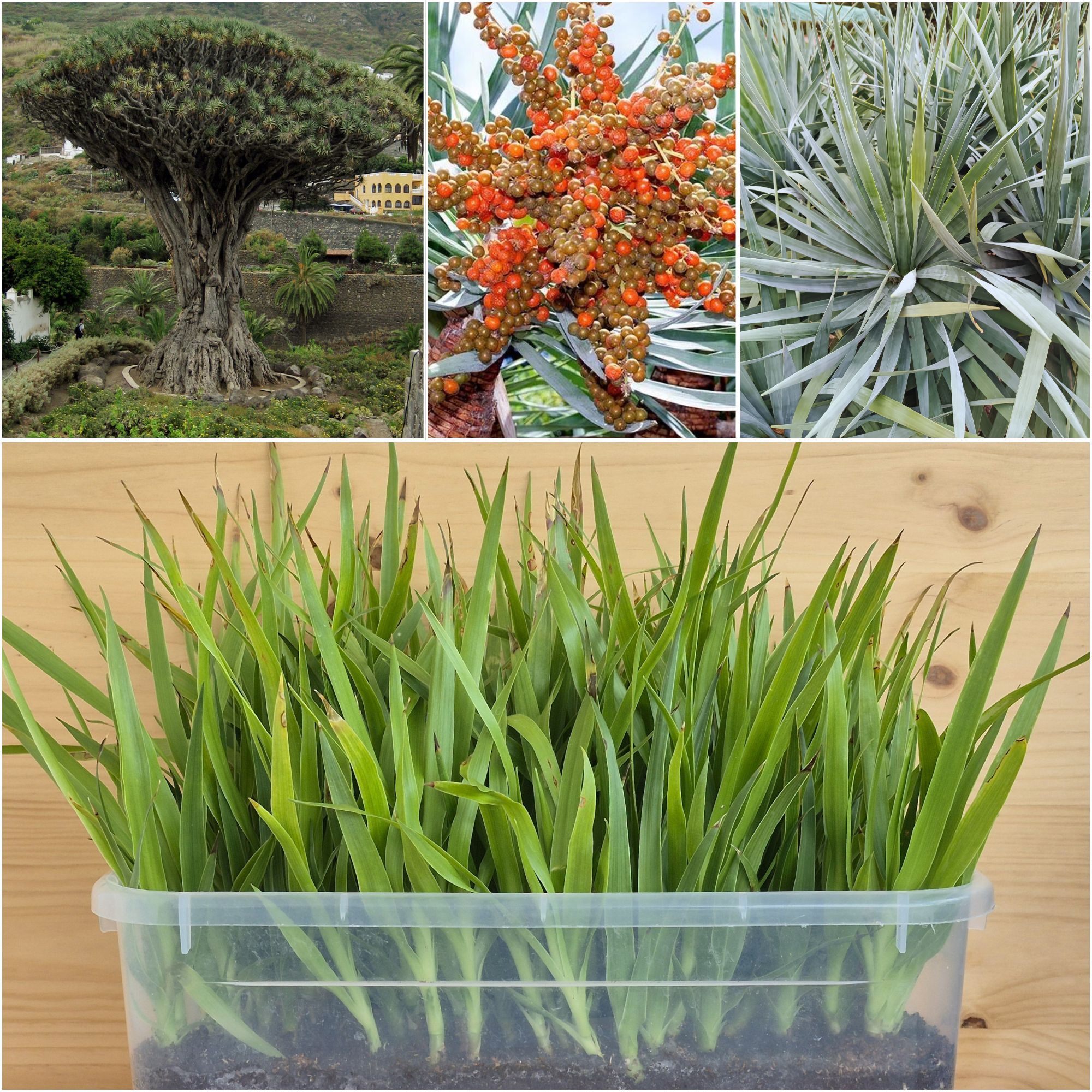 Dracaena draco Seedlings