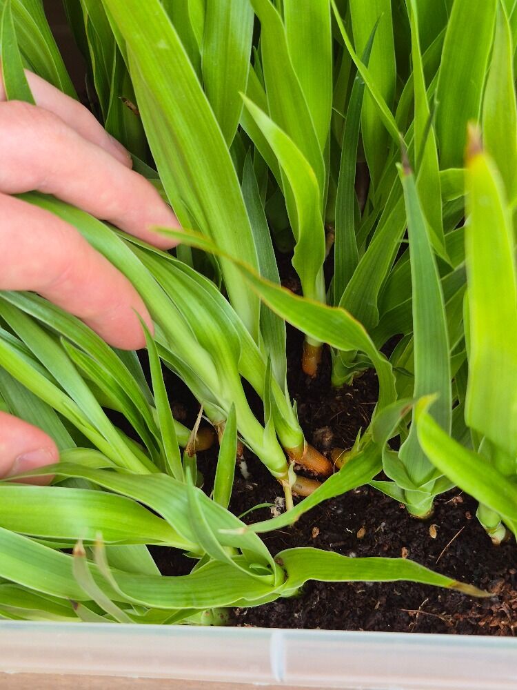 Dracaena draco seedlings.