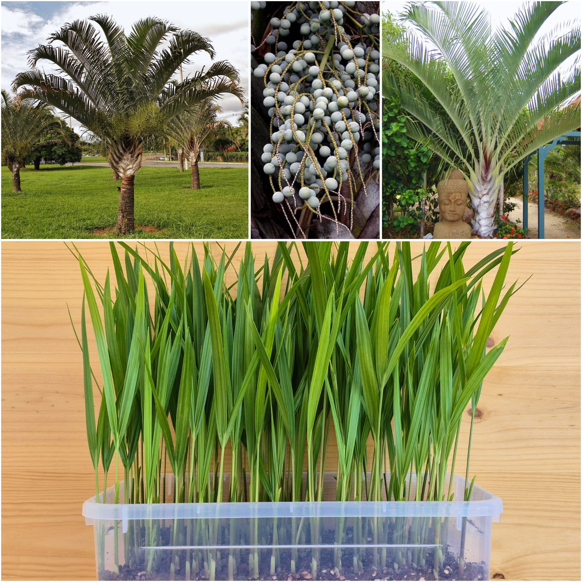 Dypsis decaryi Triangle Palm Seedlings