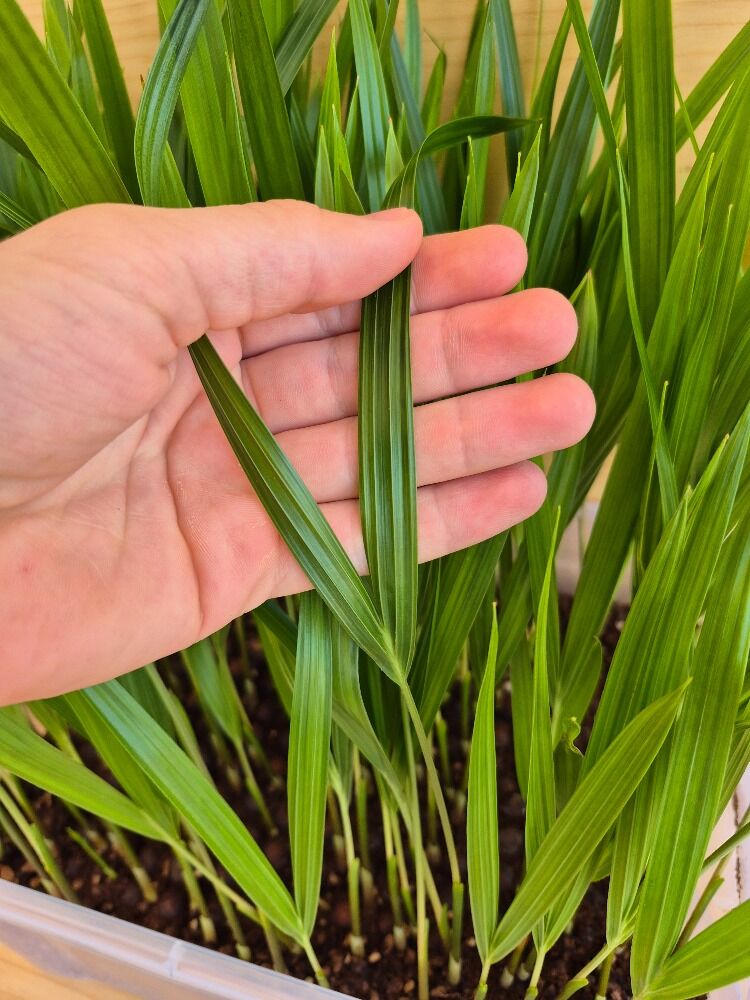 Dypsis decaryi Triangle Palm Seedlings ()
