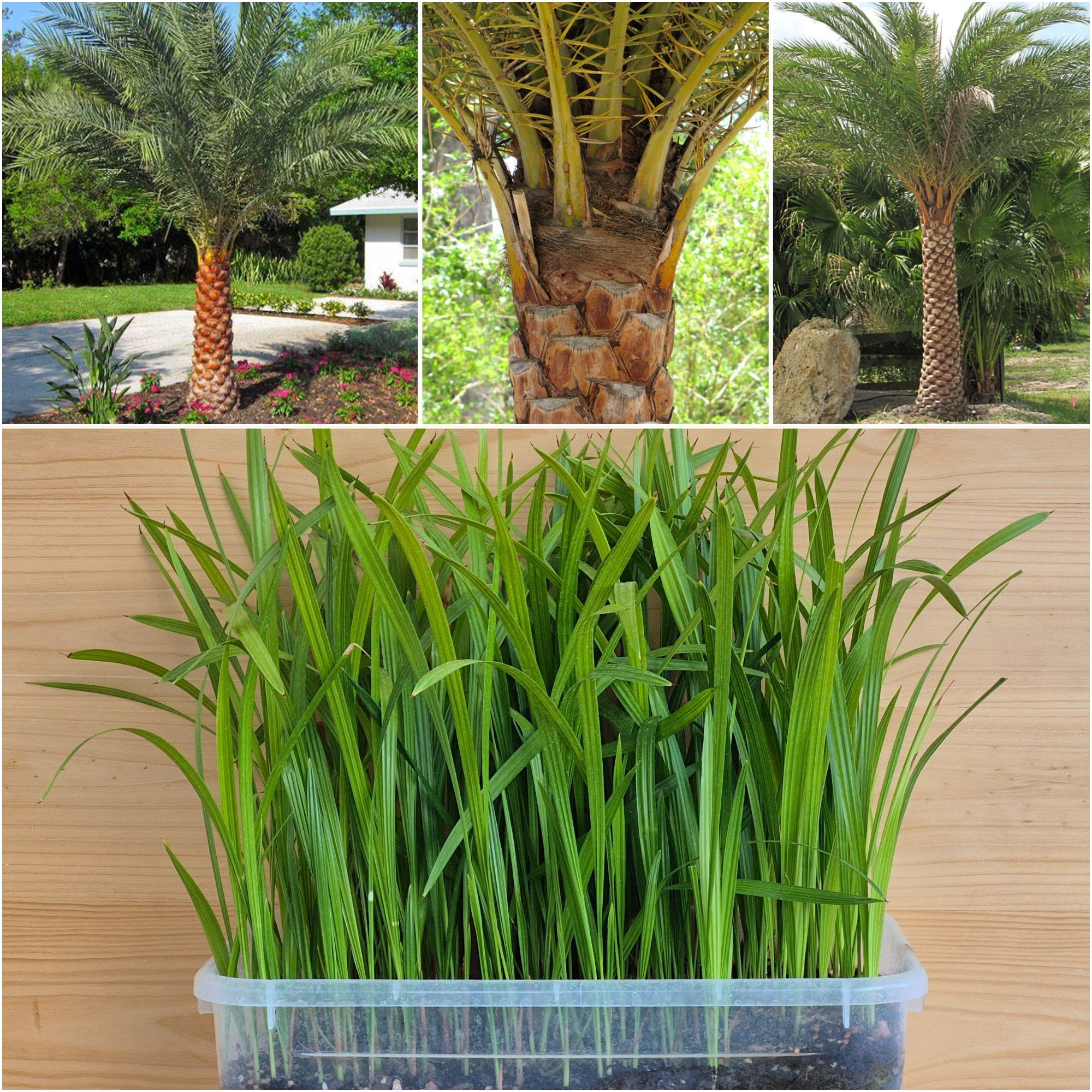 Phoenix sylvestris Silver Date Palm Seedlings