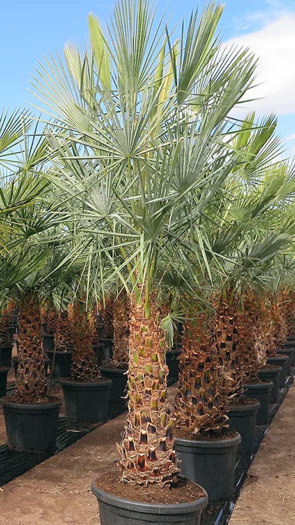 Copernicia alba - Caranday Palm Seedlings - Image 6