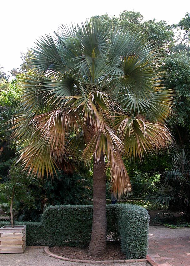 Sabal bermudana - Bermuda Palmetto Seedlings - Image 7