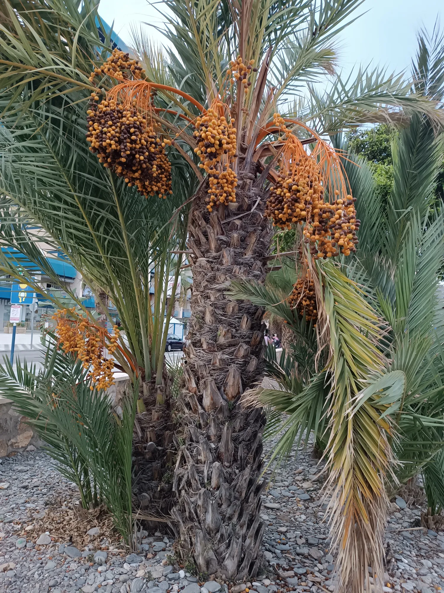 Phoenix Dactylifera ()