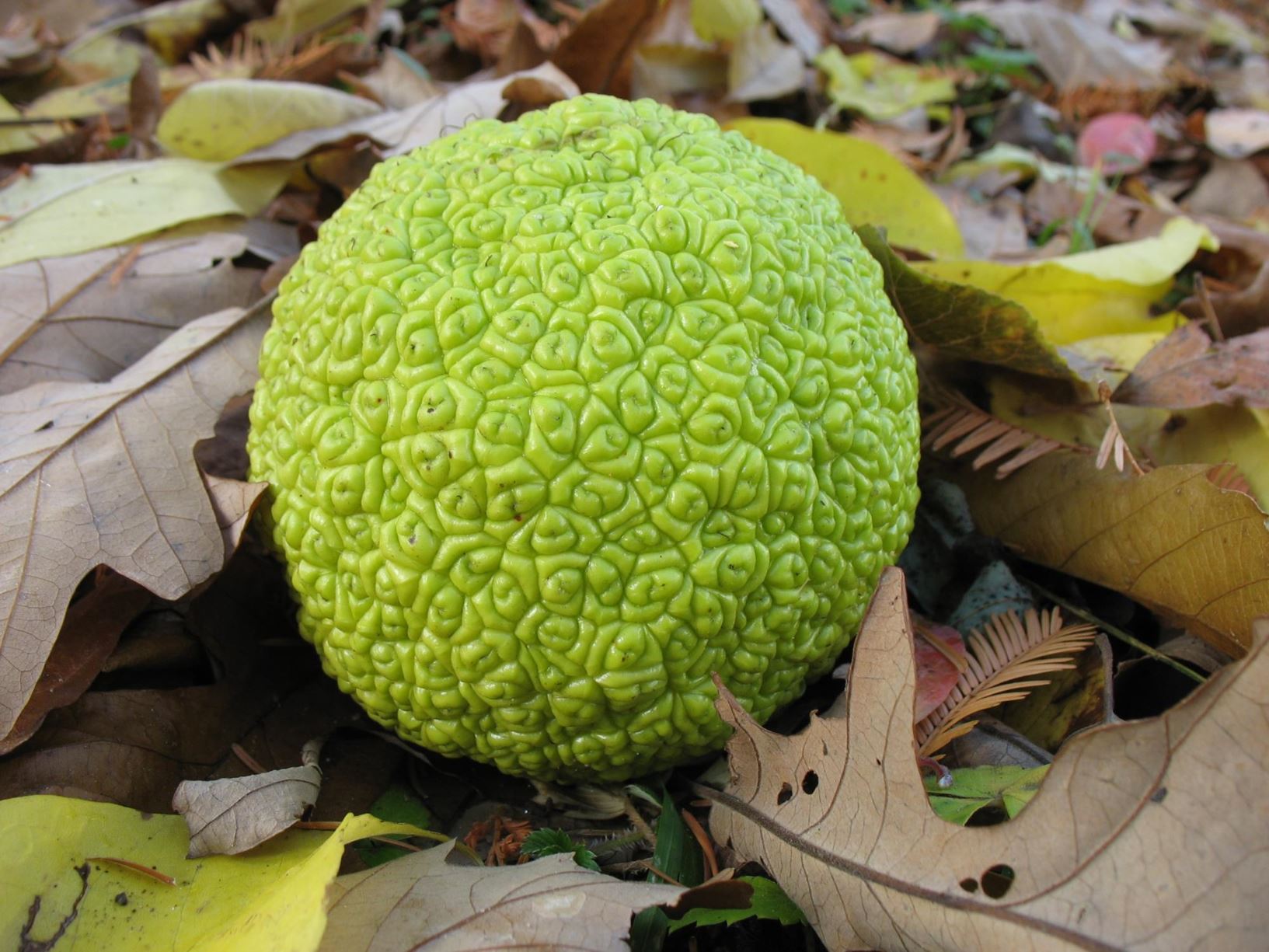 Maclura pomifera - Osage Orange Hedge Apple Seeds - Image 2