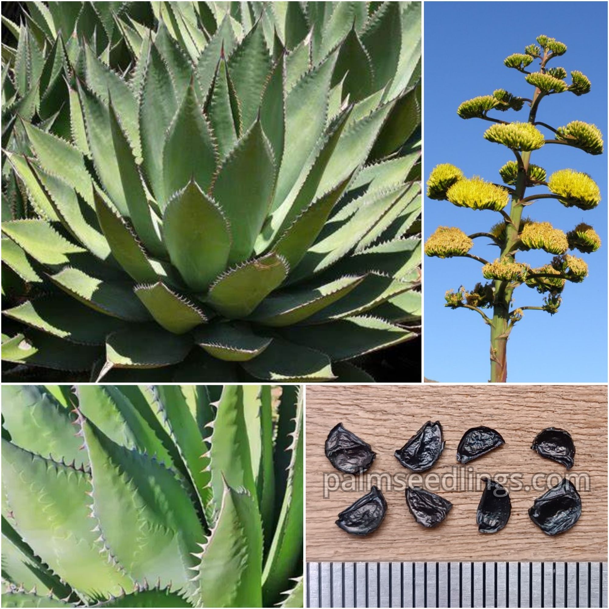 Agave shawii
