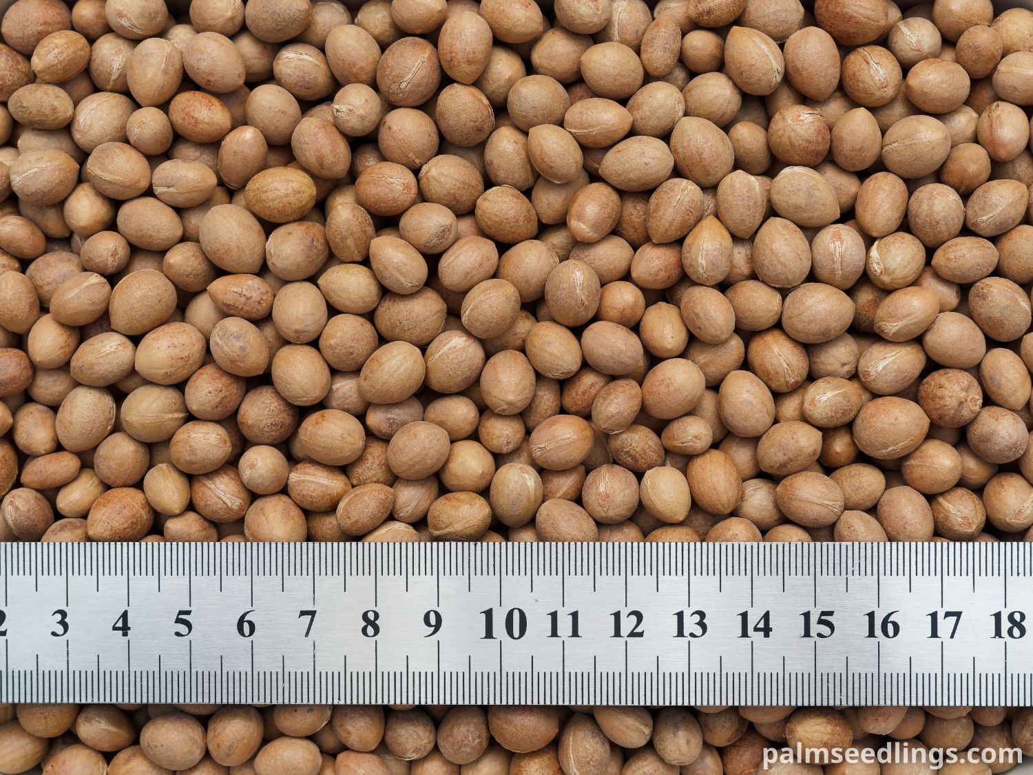 Copernicia alba seed size