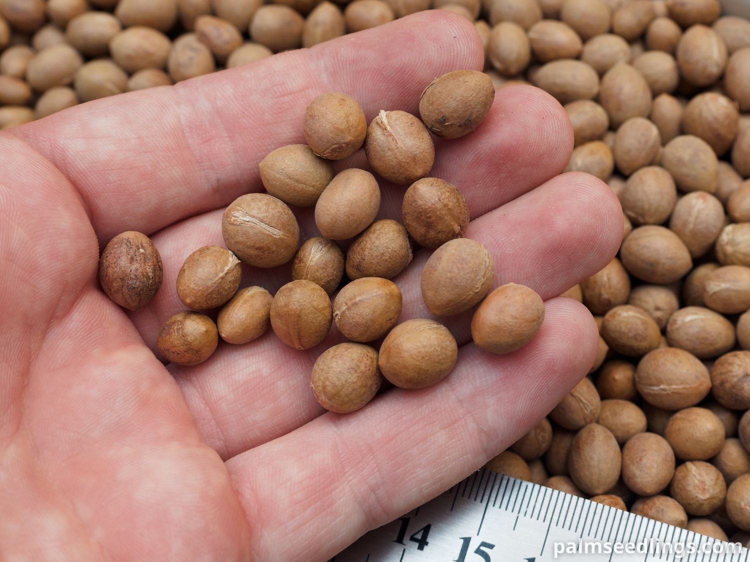 Copernicia alba seed