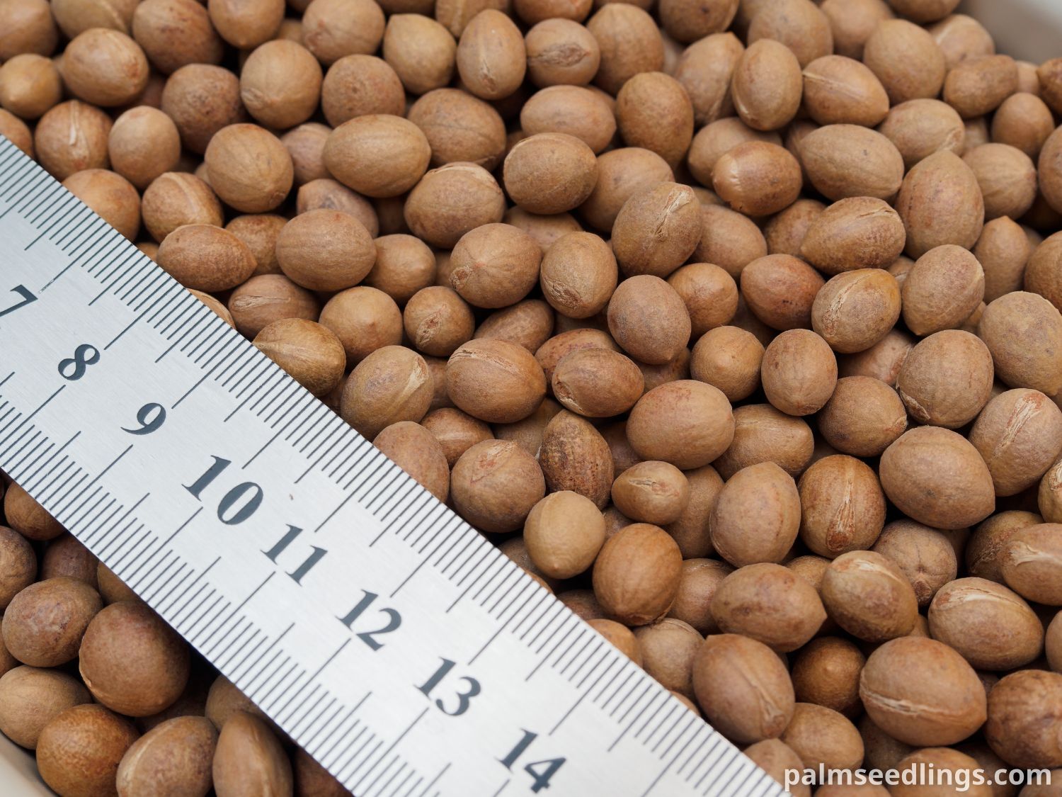 Copernicia alba seeds