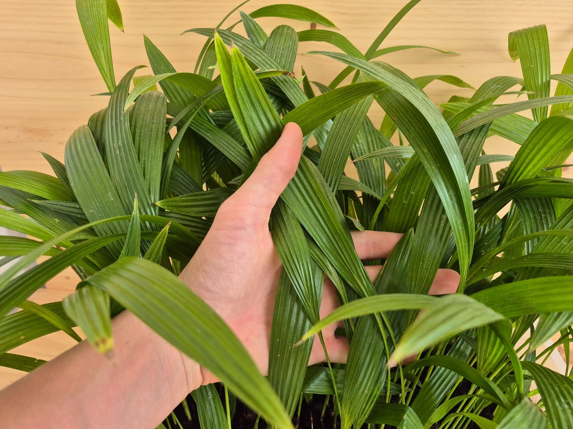 Livistona Chinensis