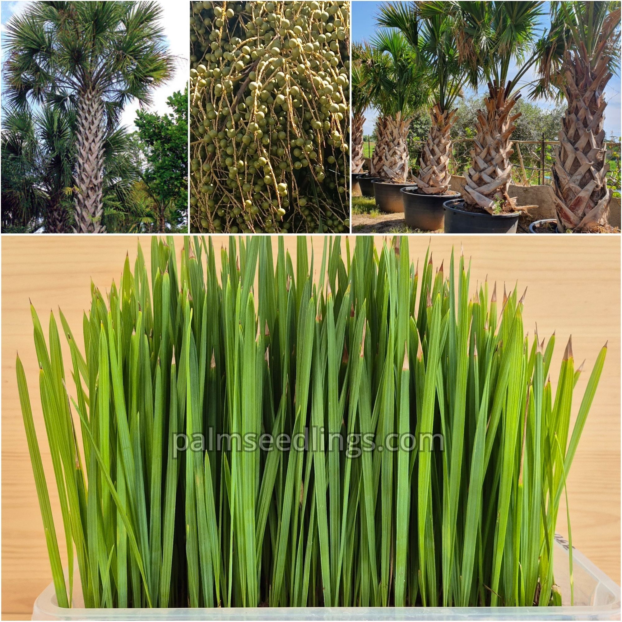 Sabal Palmetto Seedlings