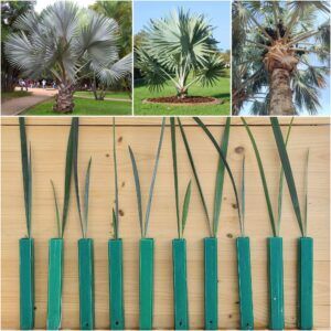 Bismarckia-nobilis-Silver-