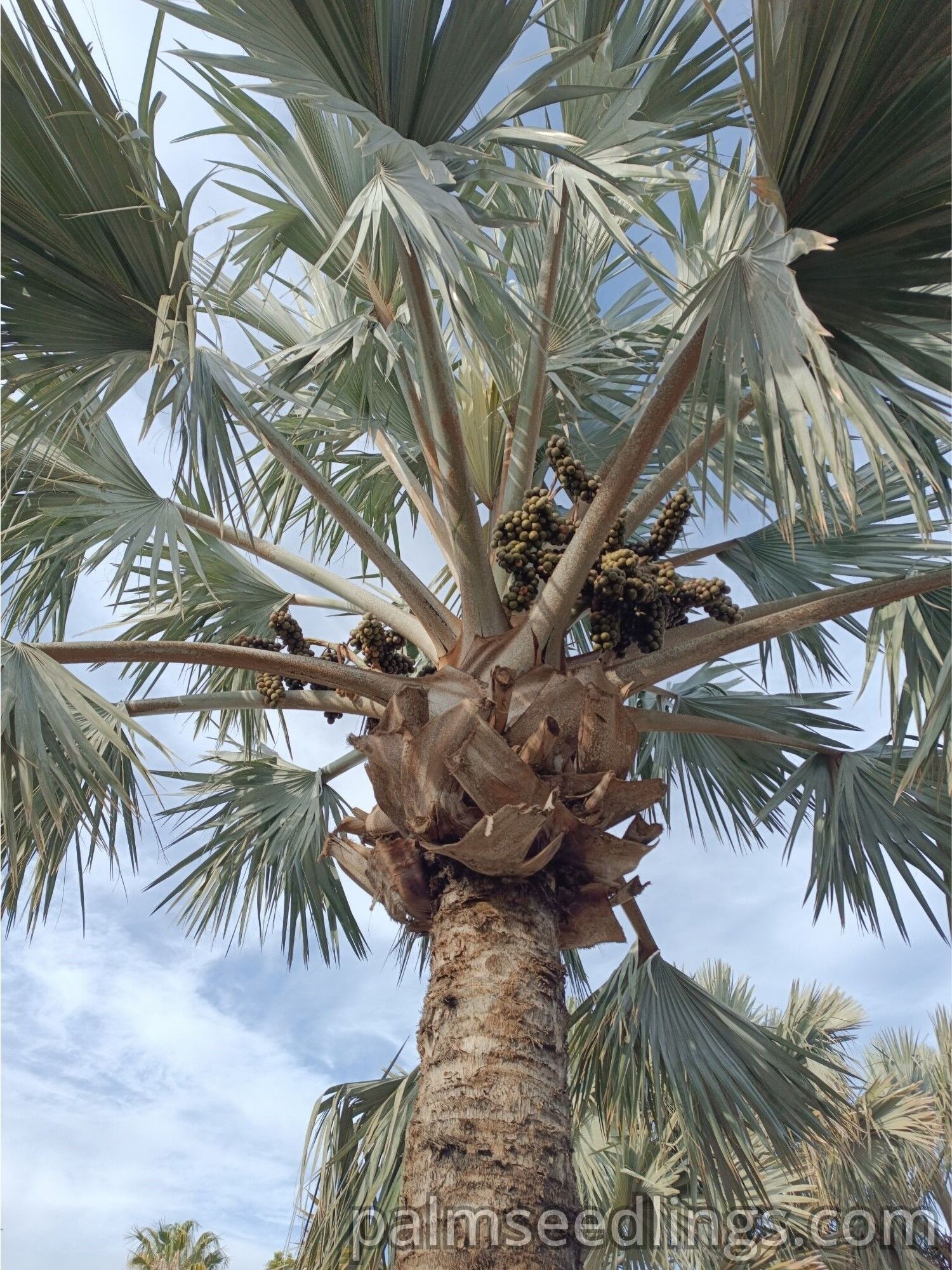 bismarckia nobilis palm