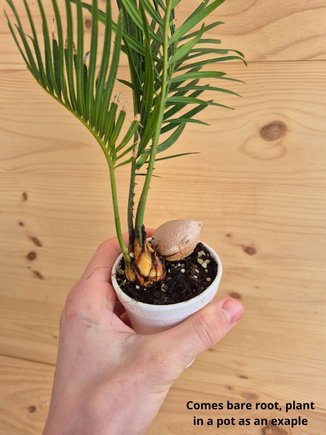 Cycas revoluta