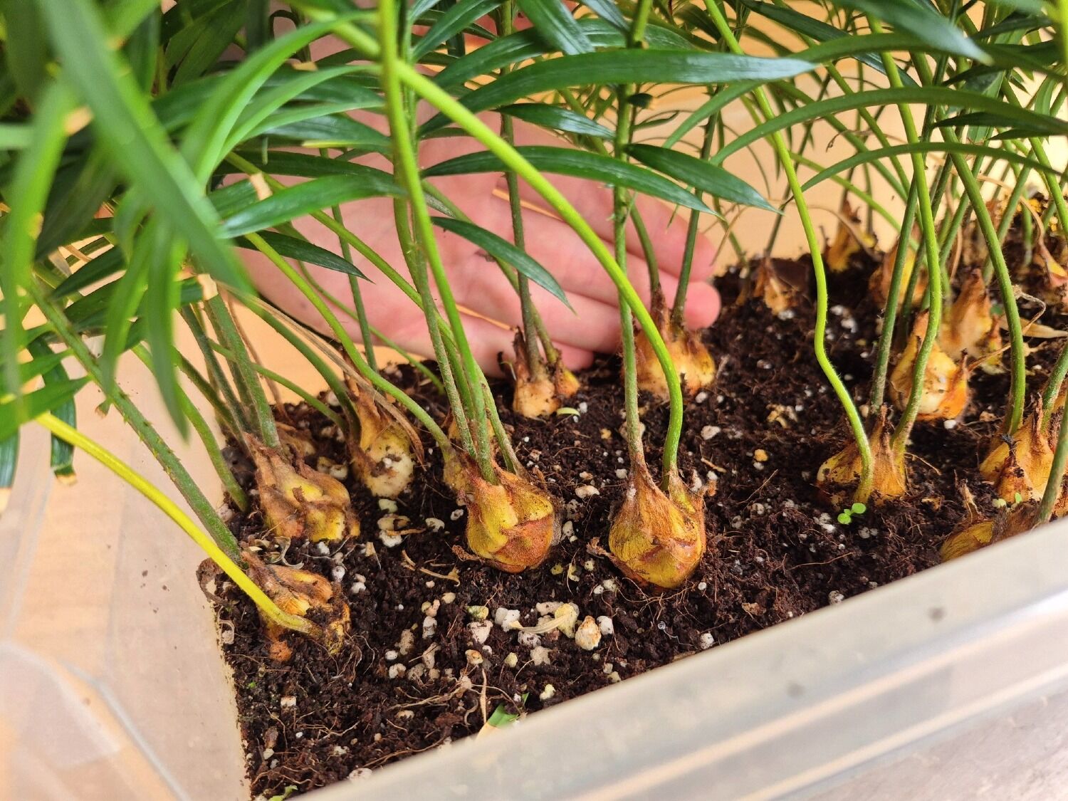 Cycas revoluta