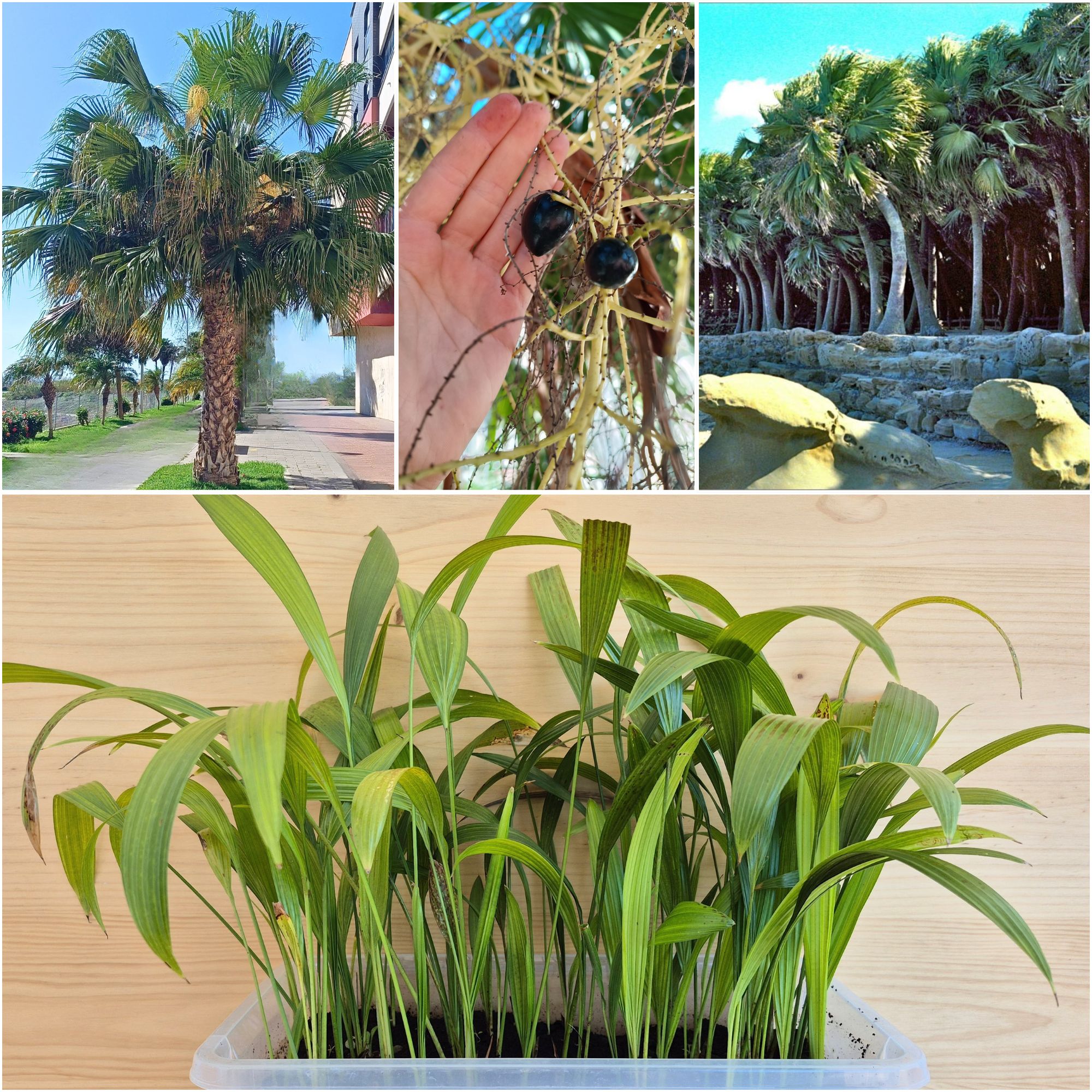 Livistona chinensis var. subglobosa seedlings