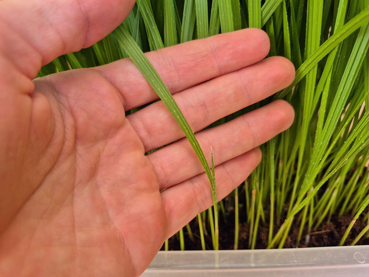 Washingtonia Robusta