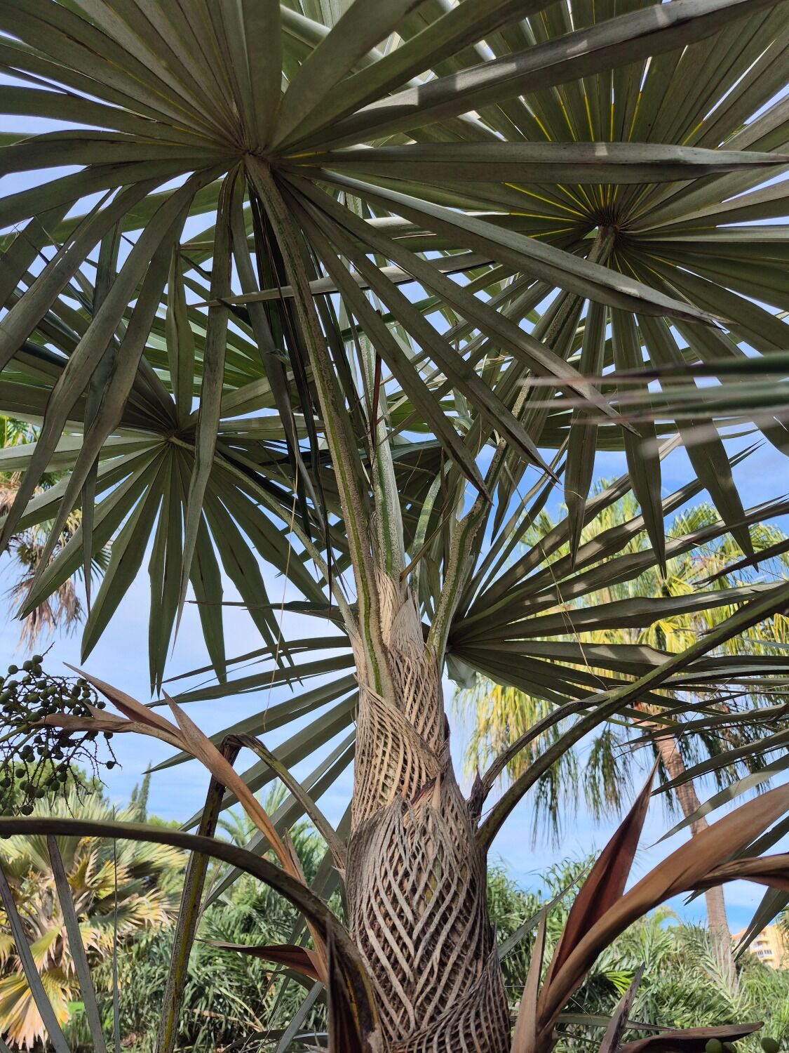 Coccothrinax miraguama