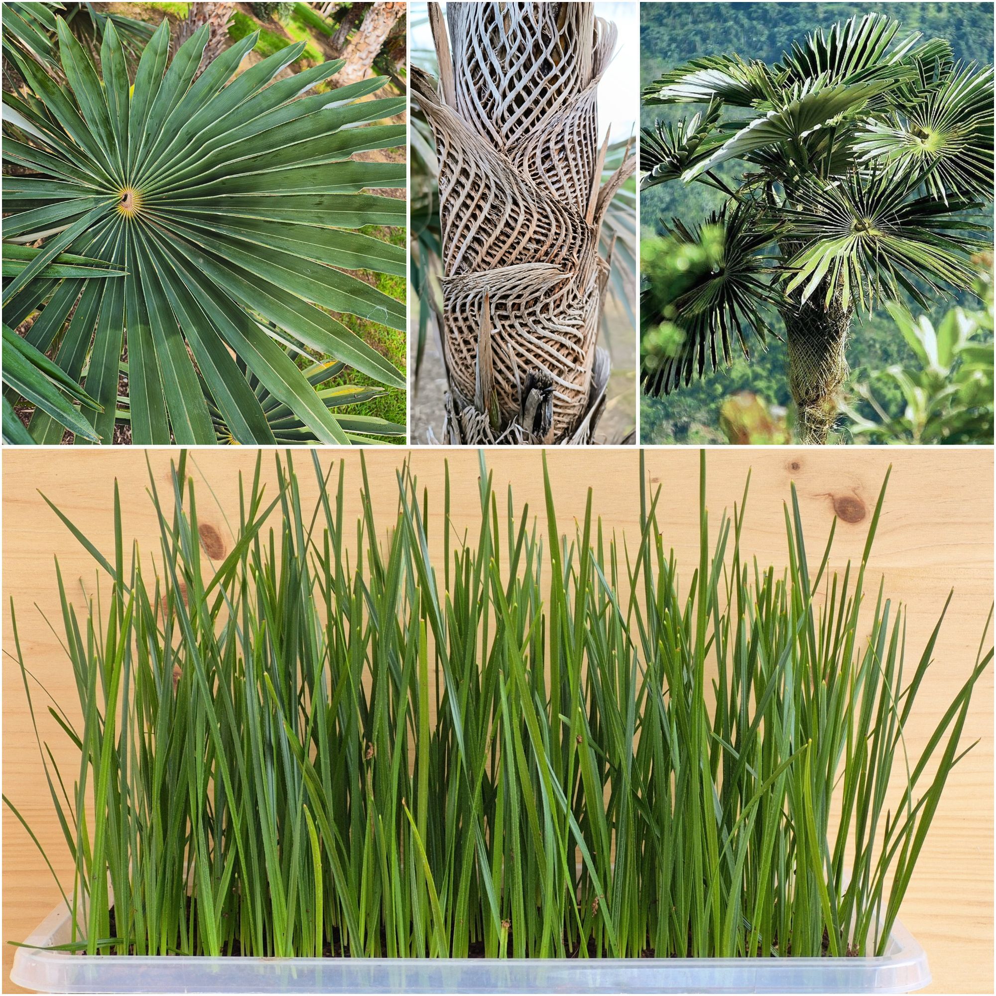 Coccothrinax miraguama seedlings