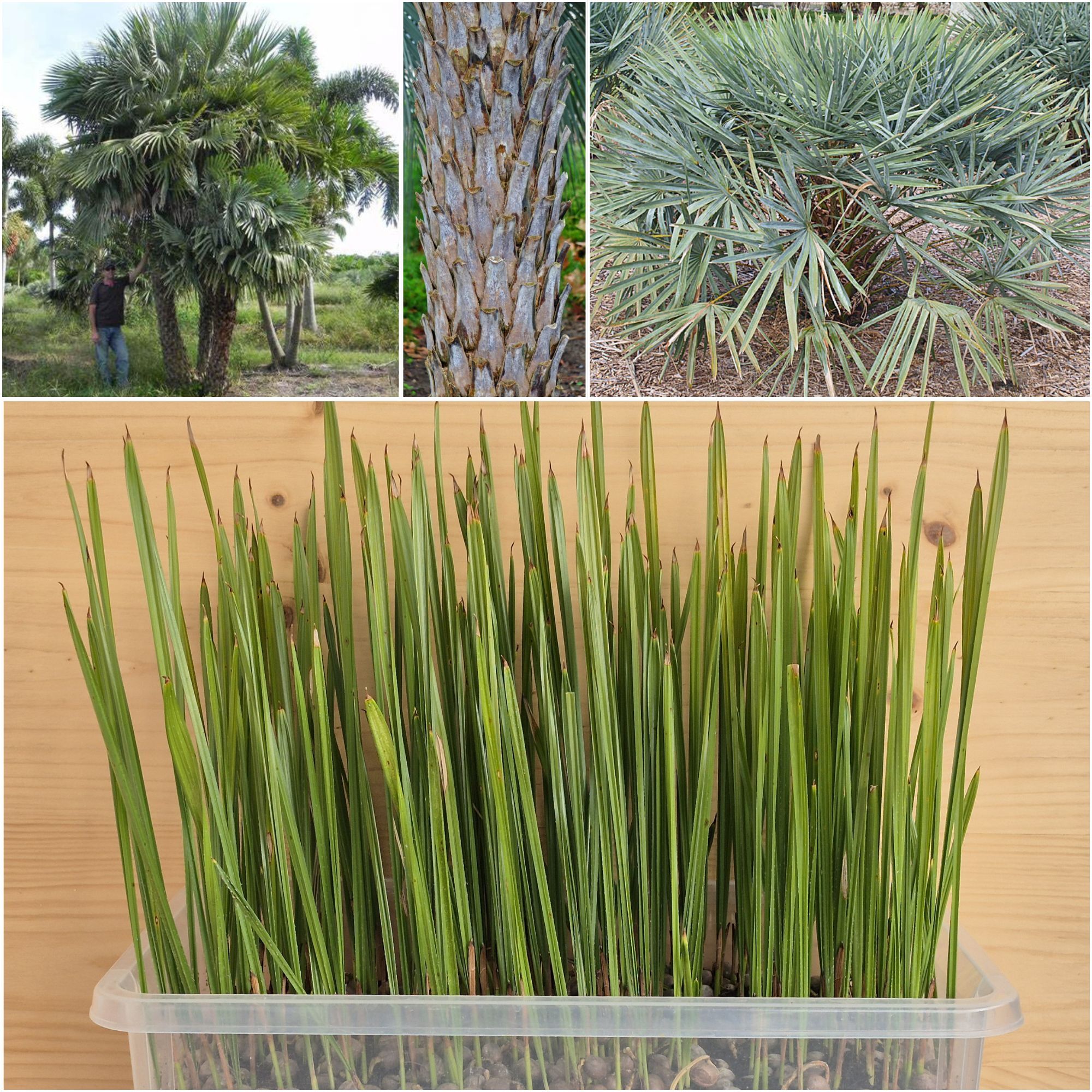 Copernicia alba Seedlings
