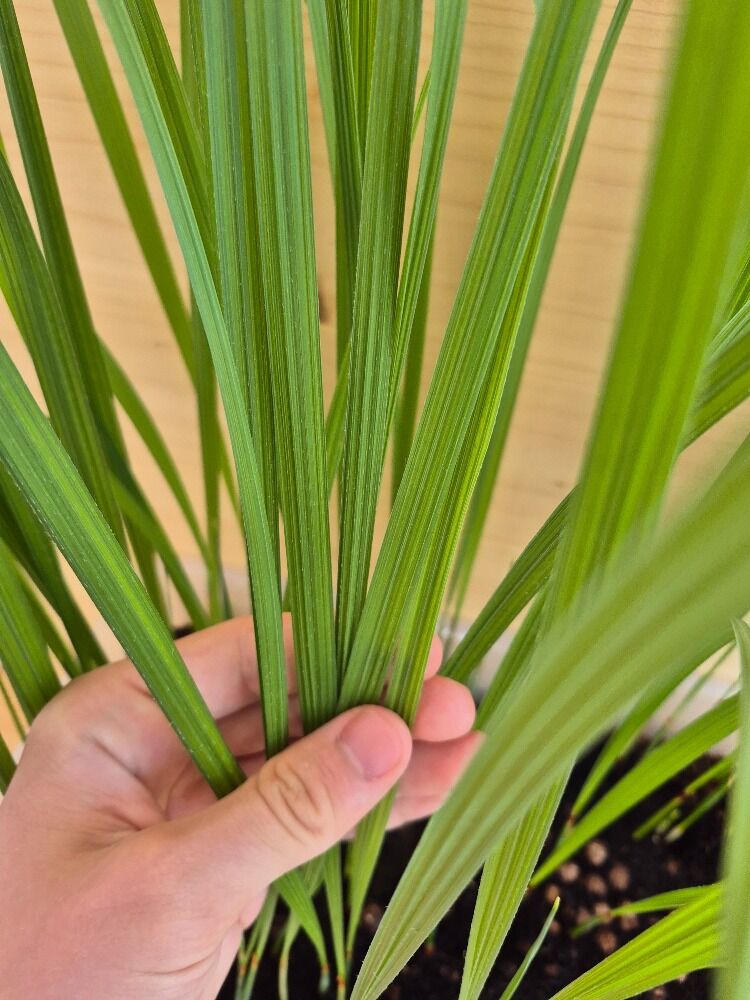 Brahea brandegeei San Jose Hesper Palm Seedings ()