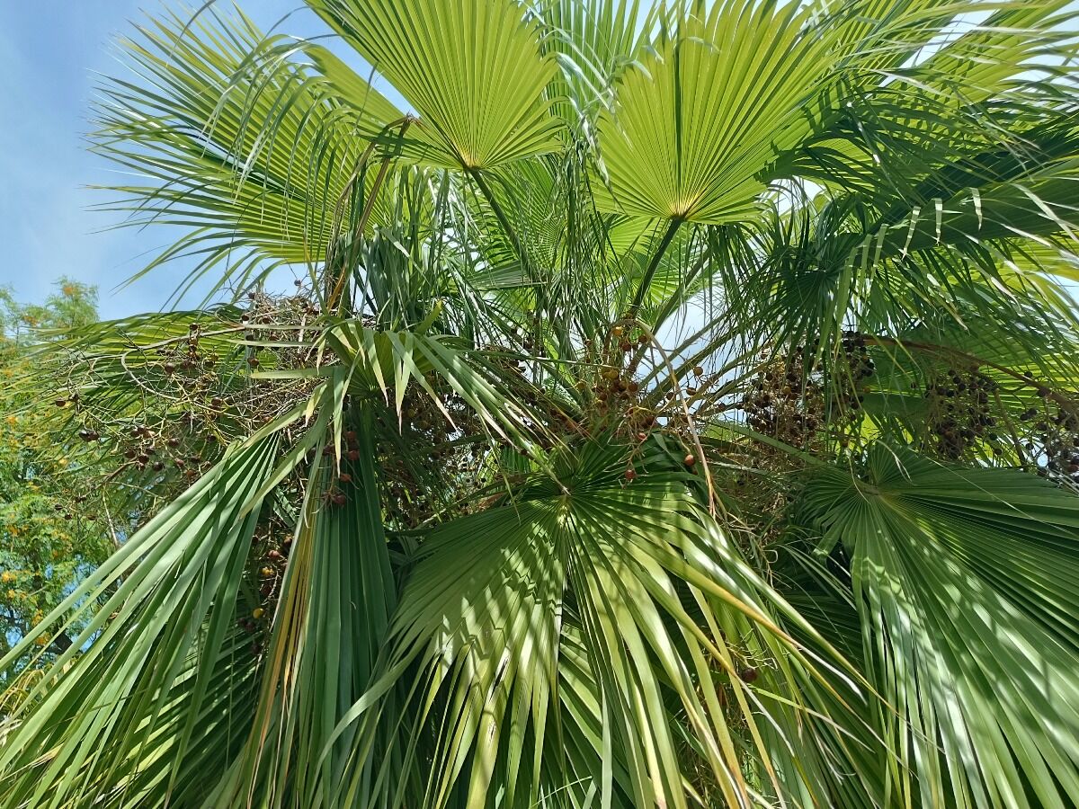 Brahea brandegeei