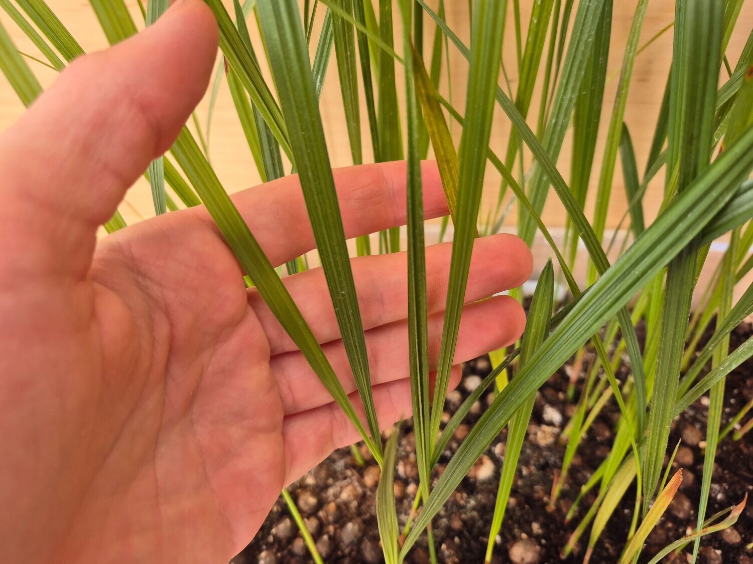 Butia Ordata