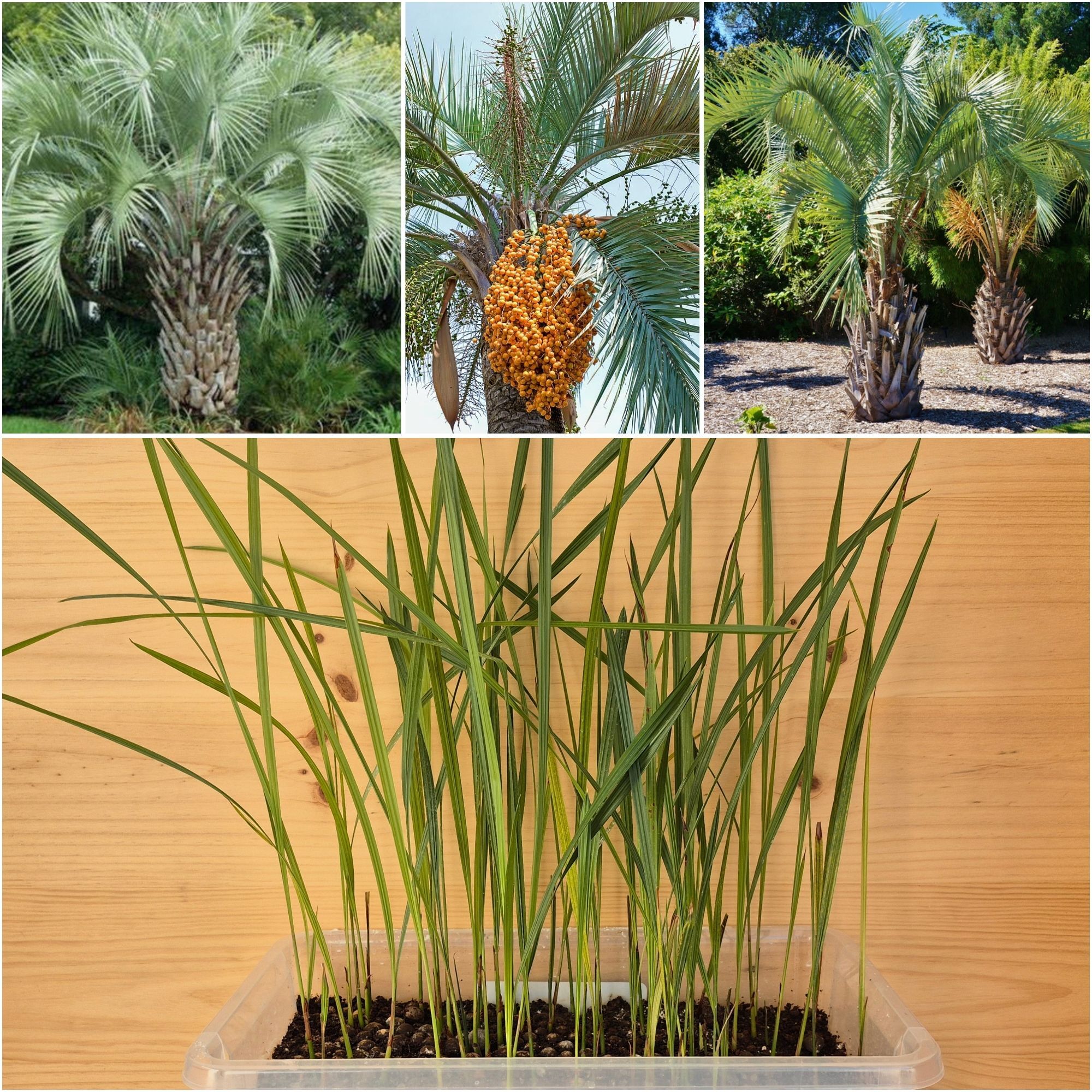 Butia Ordata Seedlings