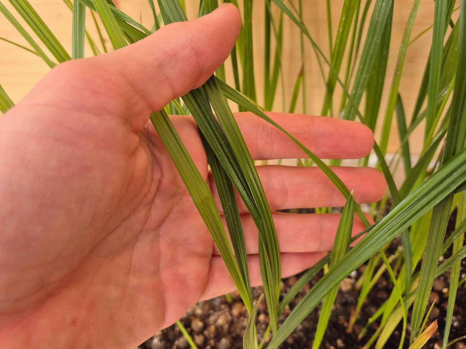 Butia Ordata