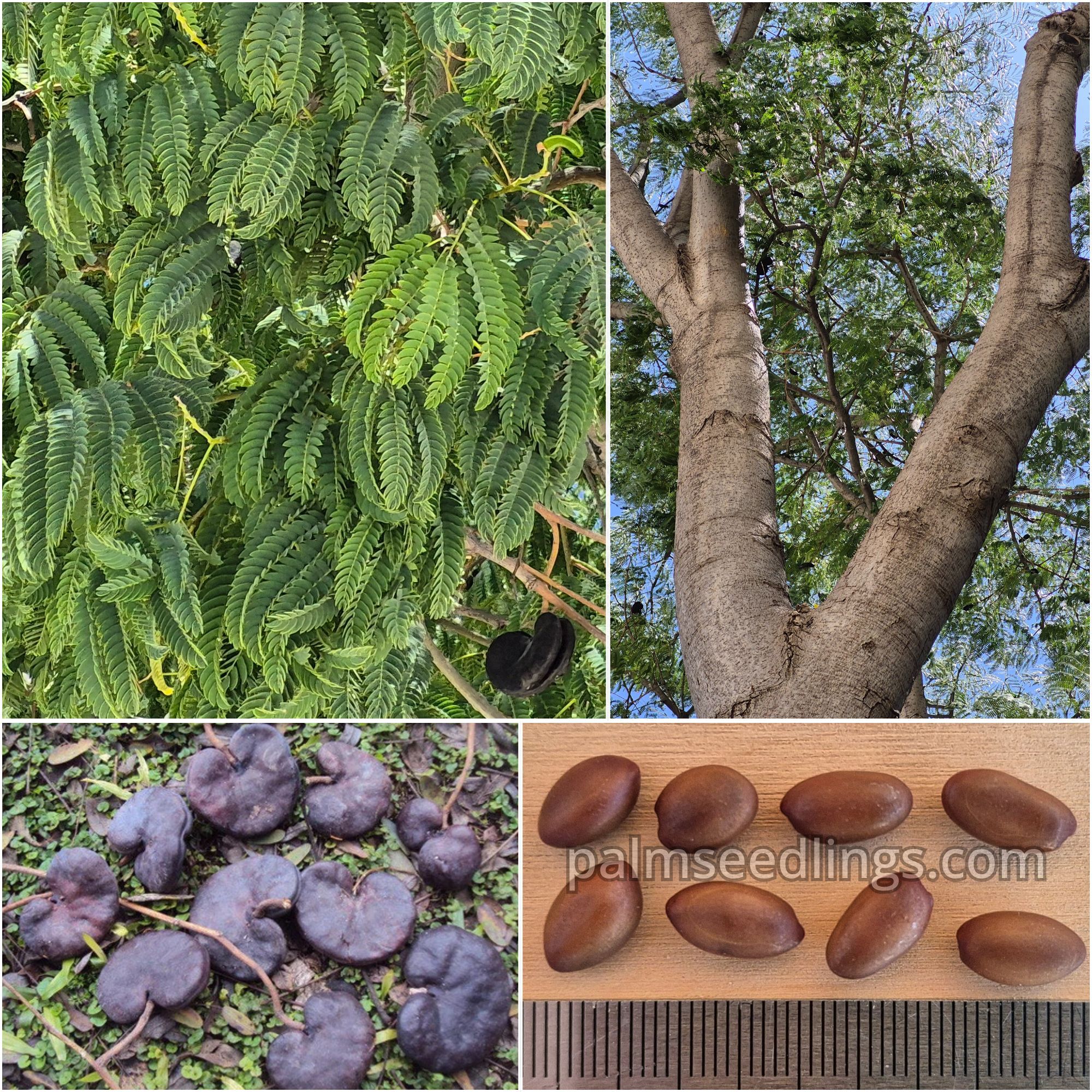 Enterolobium timbouva Pacara Earpod Tree Seeds