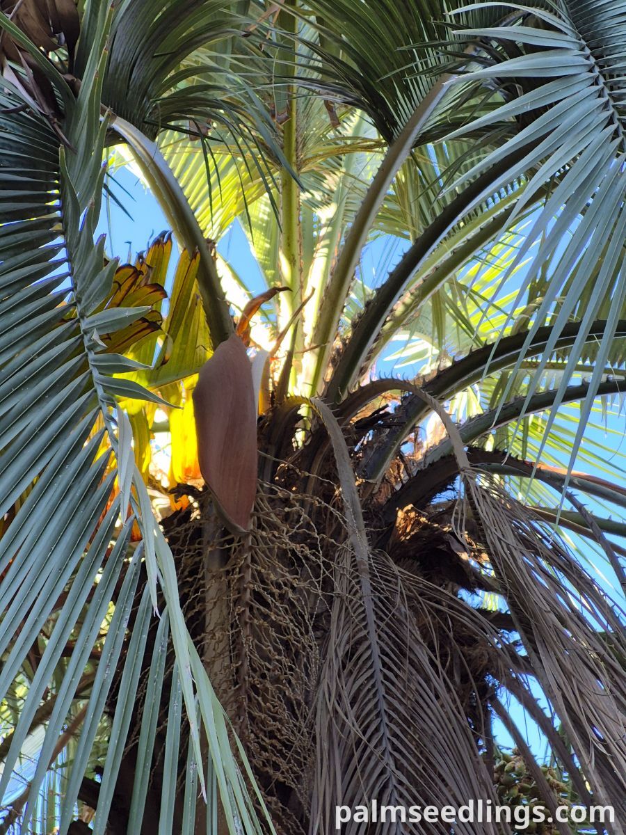 Butia yatay Jelly Palm