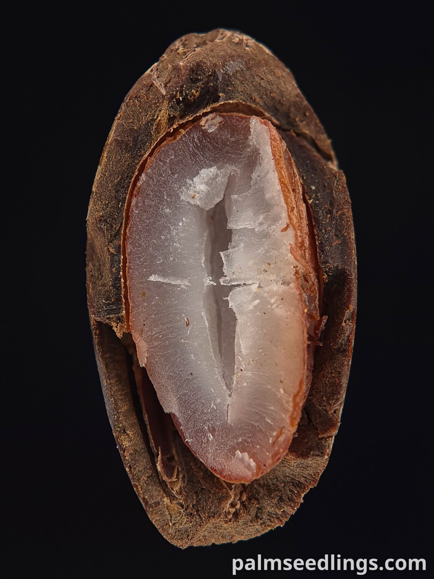 Butia yatay jelly palm seed cross section