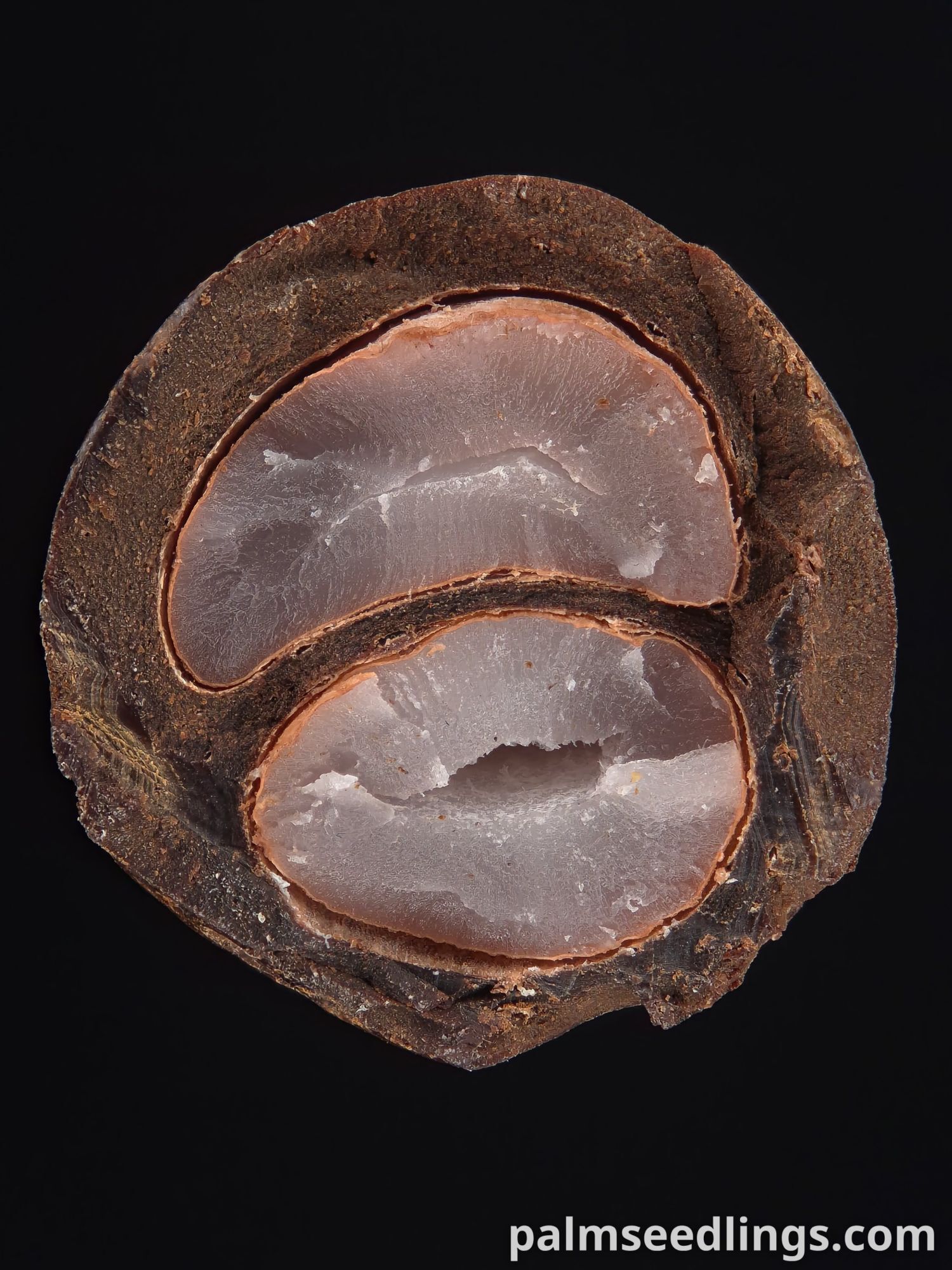 Butia yatay pindo palm seed cross section