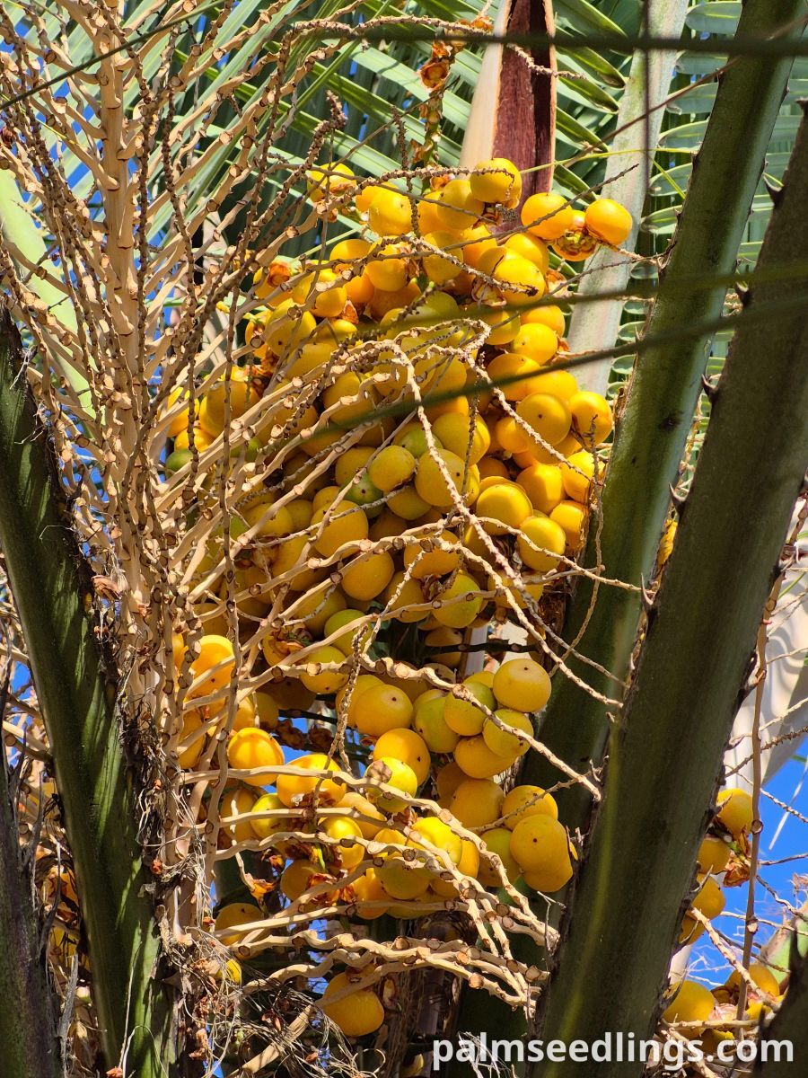 butia odorata jelly palm fruits ripening