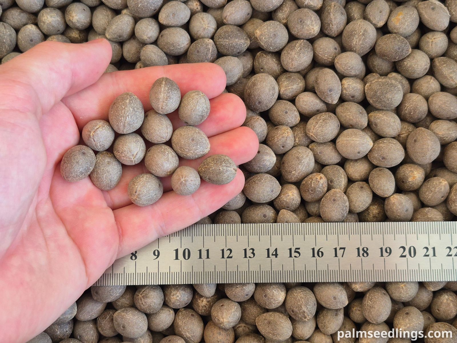 butia odorata jelly palm seeds size