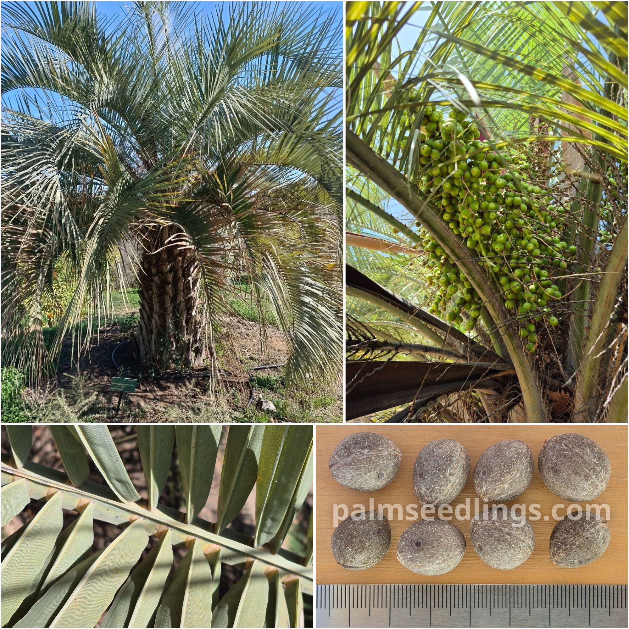 butia odorata jelly palm tree seeds