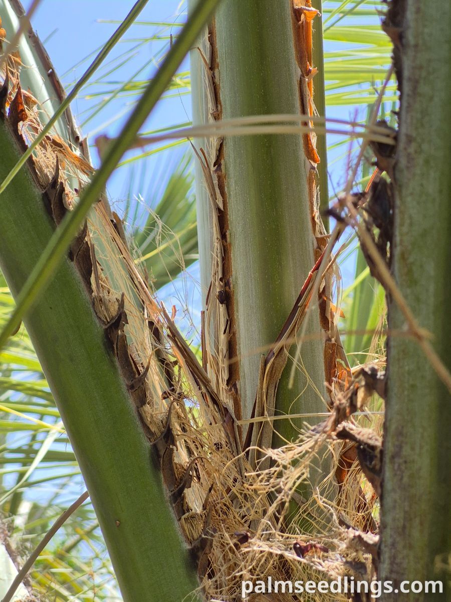 butia odorata leaf bases closeup