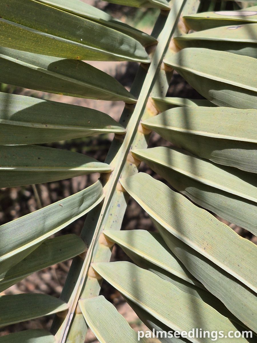 butia odorata leaf detail