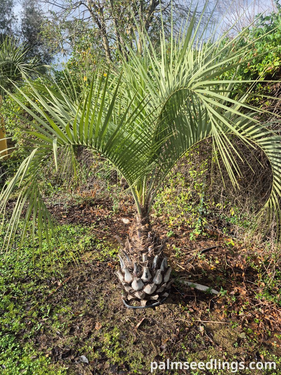 butia odorata small palm